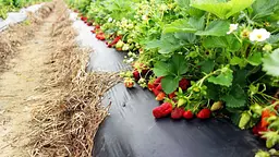 Агроволокно 90 г/м2 3,2х10 м чорне - мініатюра 2