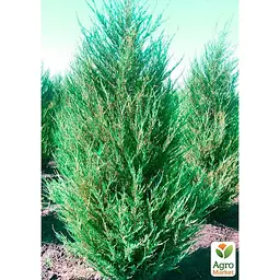 Саджанець Agro-Market Ялівець скельний Skyrocket (контейнер Р9, висота 25-30 см) (24973) - мініатюра 5