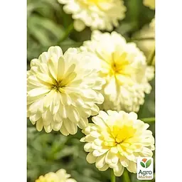 Саджанець Agro-Market Аргірантемум Double Vanilla (контейнер №10 висота 15 см) (177097) 1 шт. в упаковці - мініатюра 2