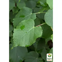 Саджанець Agro-Market Липа дрібнолиста лікувальна Грін Глоб (177455) - мініатюра 2
