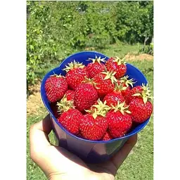 Саджанець Agro-Market Полуниця Чудо світу 5шт (ремонтантний сорт) (44700) - мініатюра 6