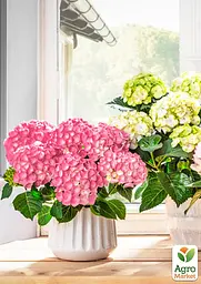 Саджанець Agro-Market Гортензія крупнолистова 2-х річна Schloss Zuschendorf висота саджанця 20-40см (179733) - мініатюра 6