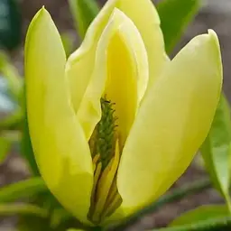 Магнолія китайська "Magnolia chapensis" (посухостійка морозостійка) (187303) 1 саженец