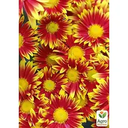 Саджанець Agro-Market Хризантема мультифлора куляста Ciotat (177089) 1 шт. в упаковці - мініатюра 2