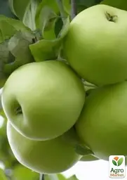 Саджанець Agro-Market Яблуня Мутсу (зимовий сорт, пізній термін дозрівання) 1 шт. в упаковці (25747) - мініатюра 3