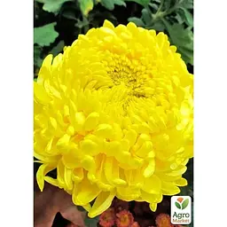 Саджанець Agro-Market Хризантема великоквіткова Jokapi Jaune (176489) 1 шт. в упаковці - мініатюра 2