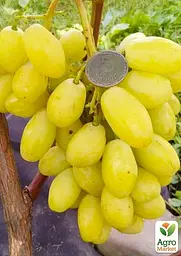 Саджанець Agro-Market Виноград Бананас (крупноягодний мускат з цитронними нотками, дуже ранній) 1 шт. в пакуванні (61638) - мініатюра 2