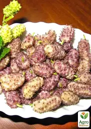 Саджанець Agro-Market Шовковиця ніжно рожева Ангелятко (Angelica) (преміальний високоурожай супер соковитий сорт) 1 шт. в упаковці (45953) - мініатюра 2
