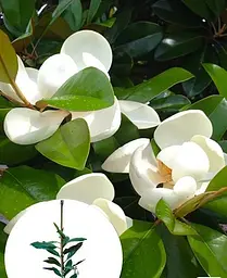 Магнолія Agro-Market Королівська Grandiflora 3-річна висота 40-50 см з Нідерландів 1 саджанець в упаковці - мініатюра 4