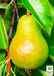 Саджанець Agro-Market Груша Катюша (зимовий сорт, пізній термін дозрівання) 1 шт. в упаковці (179968) - мініатюра 2
