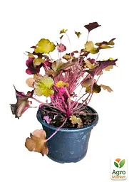 Саджанець Agro-Market Гейхера (Heuchera) Northern Exposure Amber (49876) - мініатюра 2