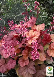 Саджанець Agro-Market Гейхера (Heuchera) Apricot (49877) - мініатюра 3