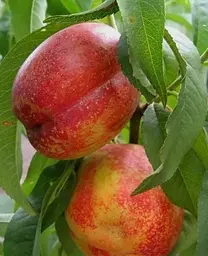 Саджанець Agro-Market Нектарин Хард Блейз (лисий персик, літній сорт, середній термін дозрівання) (39914) 1 шт. в упаковці - мініатюра 2