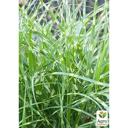 Саджанець Agro-Market Міскантус китайський Little Zebra С1.5 (176617) 1 шт. - мініатюра 2