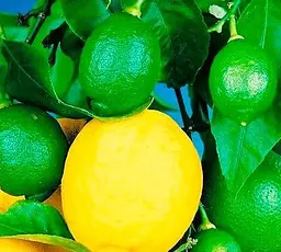 Саджанець Agro-Market Лимон Мейєра (24025) 1 шт. в упаковці - мініатюра 2