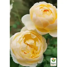 Троянда англійська Agro-Market Шарлотта саджанець класу АА+ вищий сорт 1 шт. в упаковці (178121) - мініатюра 3