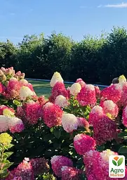 Саджанець Agro-Market Гортензія волотиста 2-х річна Strawberry Blossom висота саджанця 20-30см (176634) - мініатюра 4