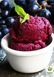 Саджанець Agro-Market Виноград темно-синій Чорне море (Black Sea) преміальний високоврожайний винний сорт) 1 шт. в пакуванні (44312) - мініатюра 2