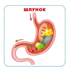Розумні картки. Моє тіло. 30 карток - мініатюра 4