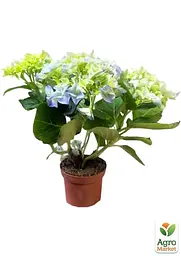 Саджанець Agro-Market LMTD Гортензія крупнолиста квітуча 2-х річна Early Blue (20-30см) (62357) - мініатюра 2