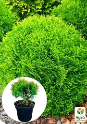 Саджанець Agro-Market Туя західна Danica (Thuja occidentalis) С2 висота 15-20 см 1 шт. в упаковці (71808) - мініатюра 2