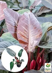 Саджанець Agro-Market Філодендрон Imperial Red кімнатний 30-40 см 1 шт. в упаковці (182806) - мініатюра 2
