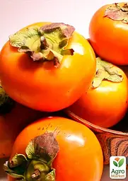 Саджанець Agro-Market Хурма Шарон на віргінській морозостійкій підщепі 1 шт. в упаковці (50085) - мініатюра 5