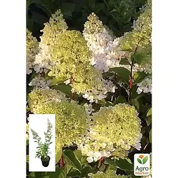 Саджанець Agro-Market Гортензія 3-х річна волотиста Candlelight (101966) 1 шт. в упаковці - мініатюра 2