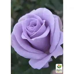 Троянда флорибунда Agro-Market Turn Blue саджанець класу АА+ вищий сорт 1 шт. в упаковці (181185) - мініатюра 3