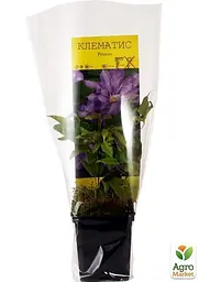 Саджанець Agro-Market Клематис Proteus (15866) - мініатюра 2