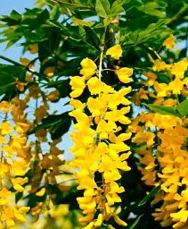 Бобовник Agro-Market Golden Rain анагіролистний 1 саджанець в упаковці (44877) - мініатюра 2