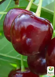 Саджанець Agro-Market Вишня Лотовка (літній сорт, пізній термін дозрівання) 1 шт. в упаковці (46284) - мініатюра 2