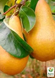 Саджанець Agro-Market Груша Бере Боск (осінній сорт, середній термін дозрівання) 1 шт. в упаковці (36529) - мініатюра 2