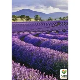 Саджанець Agro-Market Лаванда англійська вузьколиста Дварф Блю (Dwarf Blue) 1шт в упаковці (50817) 1 шт. в упаковці - мініатюра 2