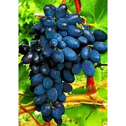 Саджанець Agro-Market Виноград Кодрянка (ранній термін дозрівання) 1 шт. в упаковці (17690) - мініатюра 4