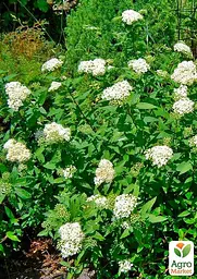 Саджанець Agro-Market Спірея Японська 2-х річна Albiflora вазон С2, висота 20-40см (176825) - мініатюра 5