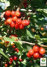 Саджанець Agro-Market Гумі (серебристолистий) 1 шт. в пакуванні (44885) - мініатюра 2