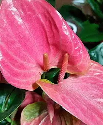Саджанець Agro-Market Антуріум (Anthurium) Sweet Dream (177093) 1 шт. в упаковці (кімнатний) - мініатюра 2