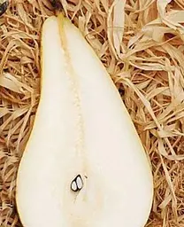 Саджанець Agro-Market Груша Амфора (зимовий сорт, пізній термін дозрівання) (35446) 1 шт. в упаковці - мініатюра 2