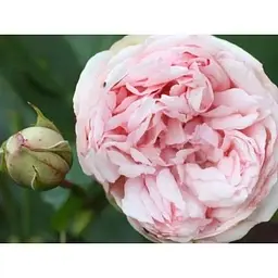 Троянда кущова Agro-Market Брайдан Піано Bridal piano саджанець класу АА+ вищий сорт 1 шт. в упаковці (52547) - мініатюра 5