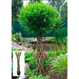 Саджанець Agro-Market Верба плетена Американка гігантська Salix americana (висота 1,1-1,5 м) 1 шт. в упаковці (120502) - мініатюра 2