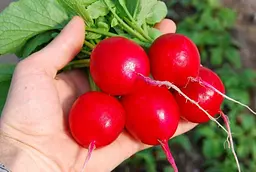 Редиска Селеста F1 2 г Enza Zaden Leda Agro - мініатюра 3