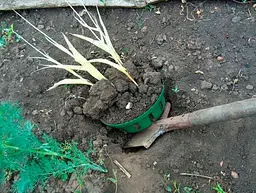 Кошик для цибулин Form-Plastic Круглий-23 2.4 л зелений (0560-017) - мініатюра 4