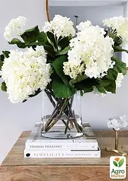 Саджанець Agro-Market Гортензія крупнолиста біла Bright White (44818) - мініатюра 6