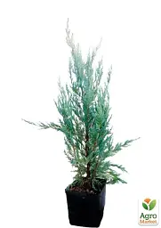 Саджанець Agro-Market Ялівець скельний 4-річний Moonglow С3 висота 55-65 см 1 шт. в упаковці (115689) - мініатюра 4