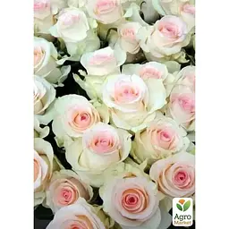 Троянда чайно-гібридна Agro-Market Сеньйорита саджанець класу АА+ вищий сорт 1 шт. в упаковці (181335) - мініатюра 2
