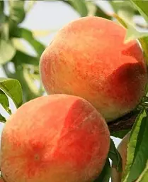 Саджанець Agro-Market Персик Інка (літній сорт, пізній термін дозрівання) (39916) 1 шт. в упаковці - мініатюра 3