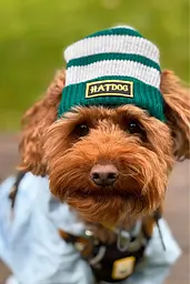 Шапка для собак Hat-Dog Слизерин (XXL) - мініатюра 2