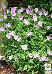 Саджанець Agro-Market Гібіскус сирійський Ardens С3, висота 20-40 см (93955) - мініатюра 2