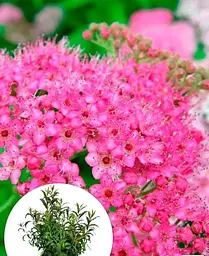 Спірея Agro-Market Sonia японська 2-х річна вазон С2 висота 20-40 см 1 саджанець в упаковці - мініатюра 3
